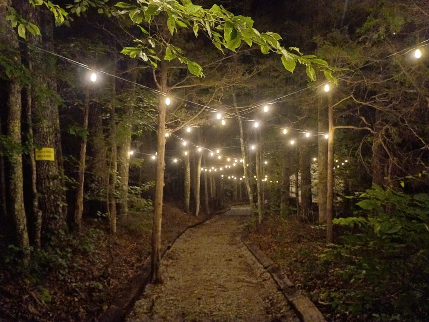 Winding forest trail lit by hanging bulbs