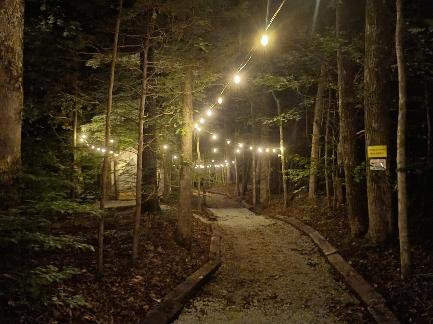 Gravel path through trees with string lights