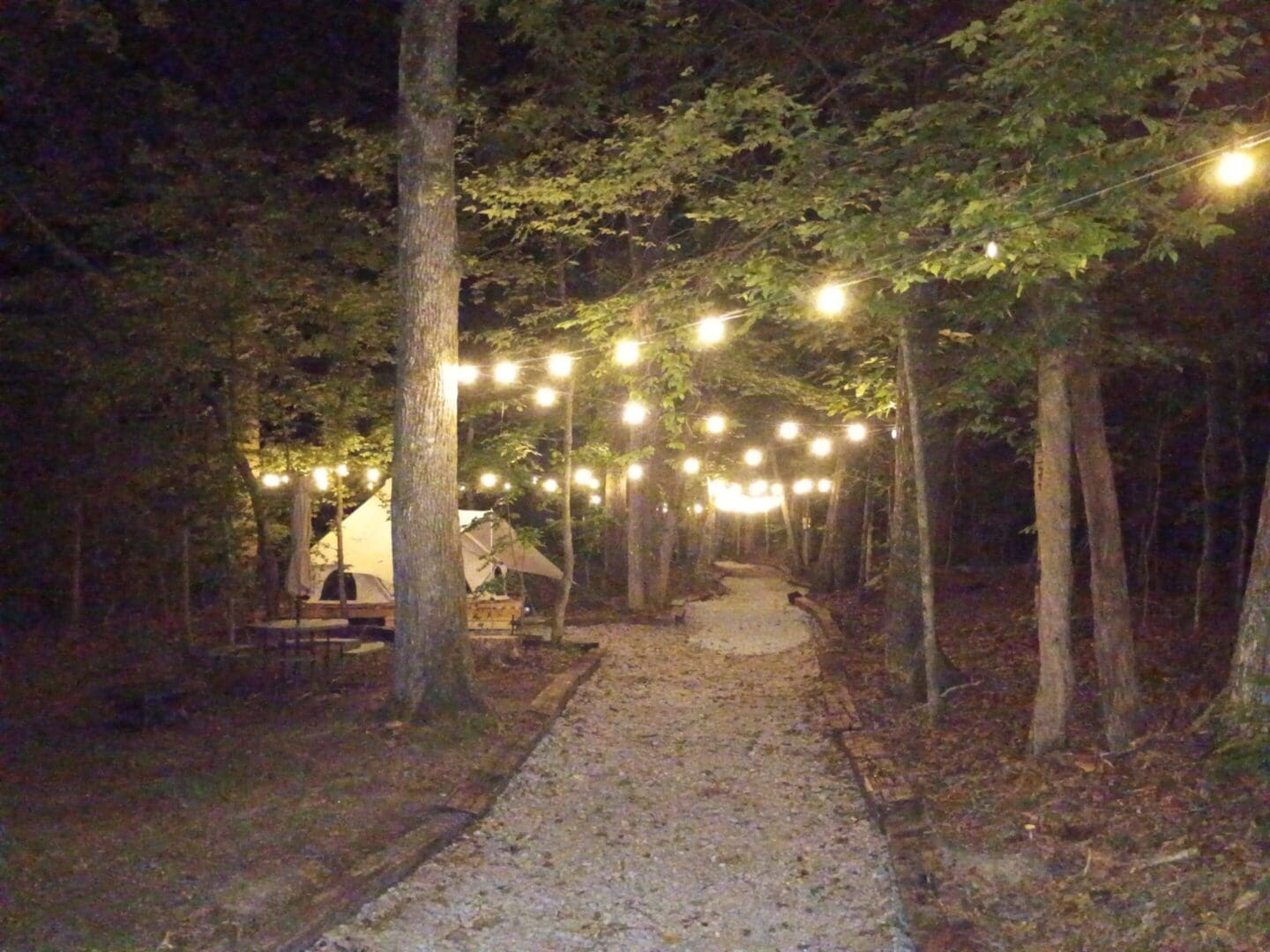 Pathway lit by string lights in forest.