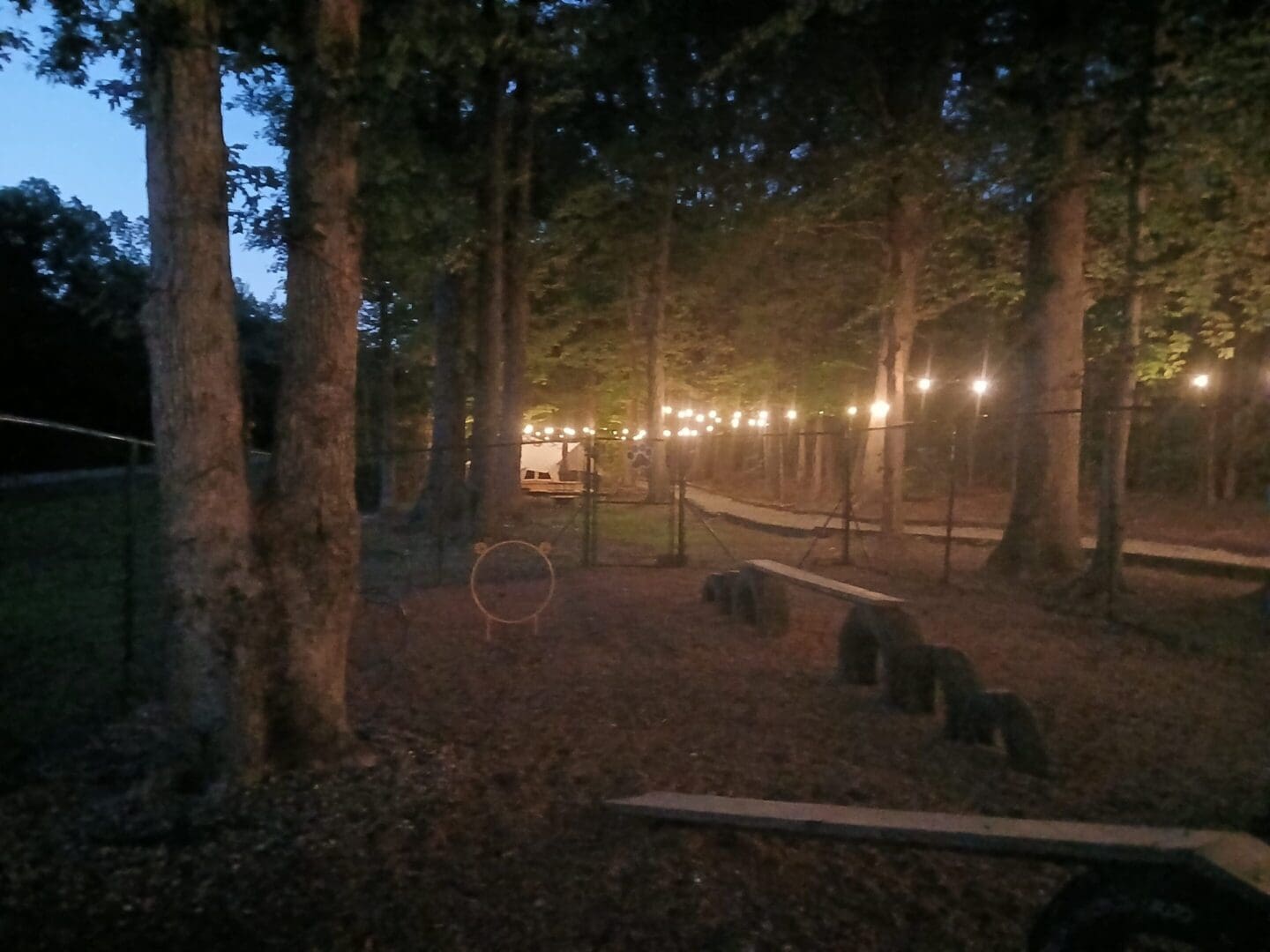 Forest trail with string lights at night.
