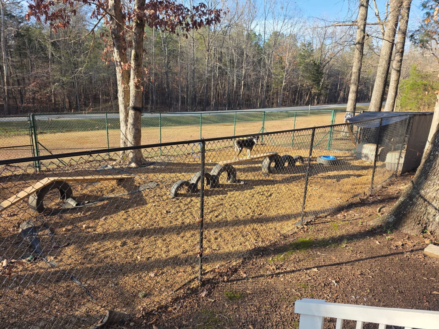 Fenced yard with dogs and trees.