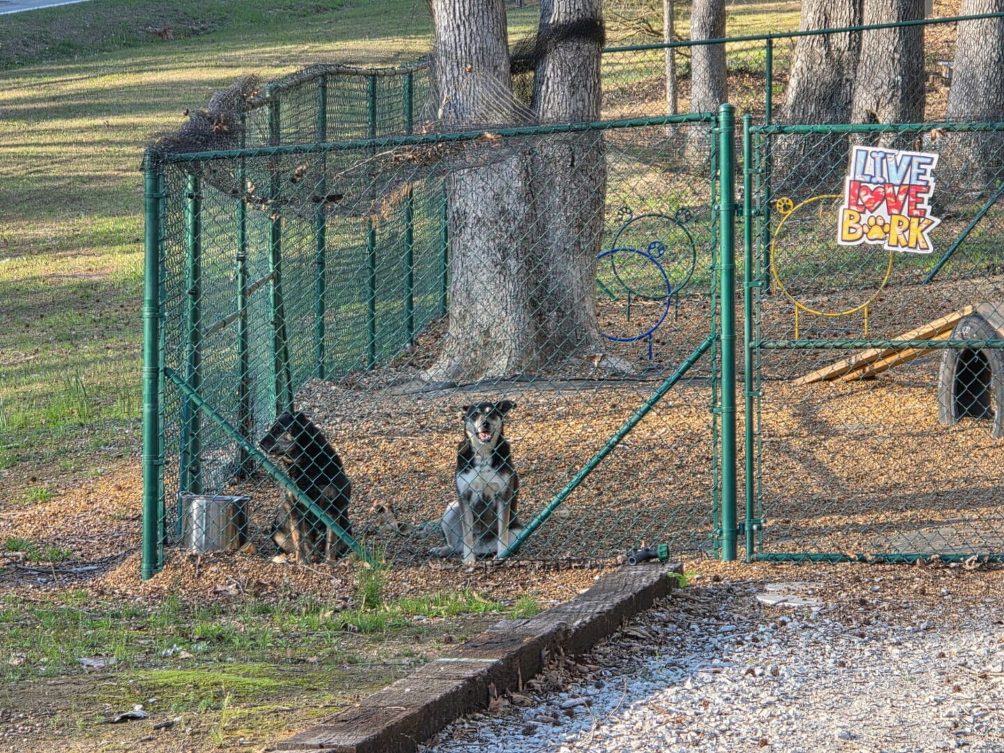 Two dogs in a fenced dog park
